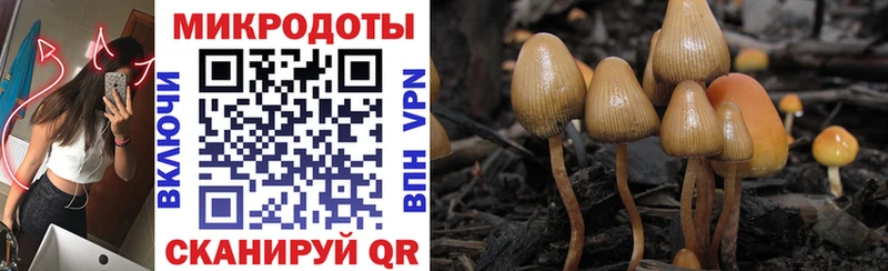 Псилоцибиновые грибы Cubensis  блэк спрут ссылки  Петухово 